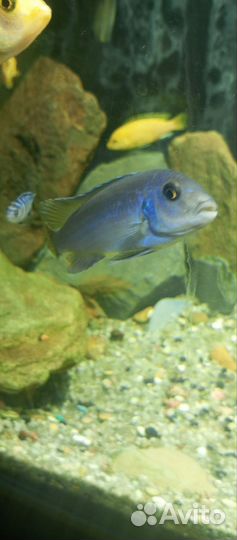 Псевдотрофеус зебра