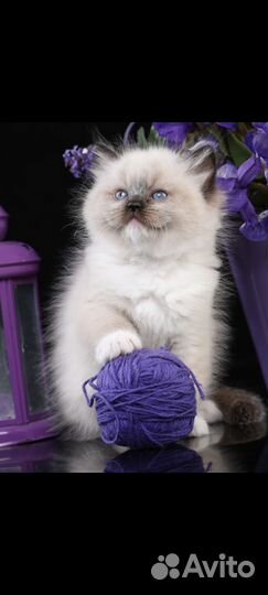 Котята рэгдолл