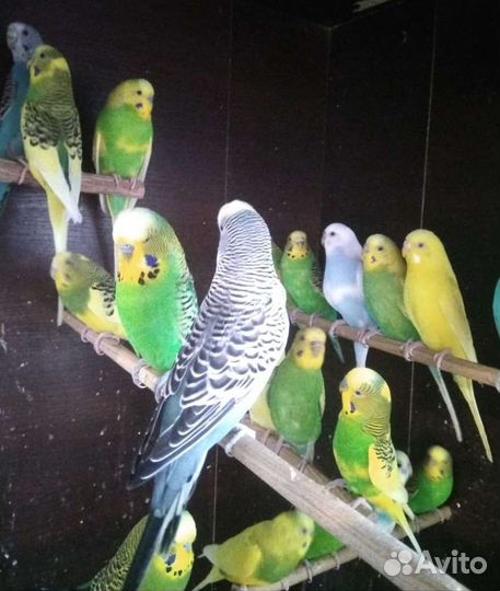 Попугаи домашние