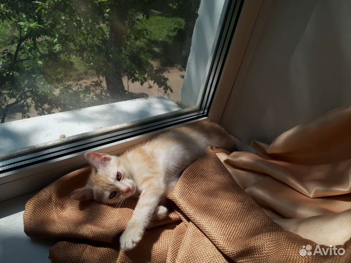 Котенок рыжий в добрые руки, бесплатно в дар полос