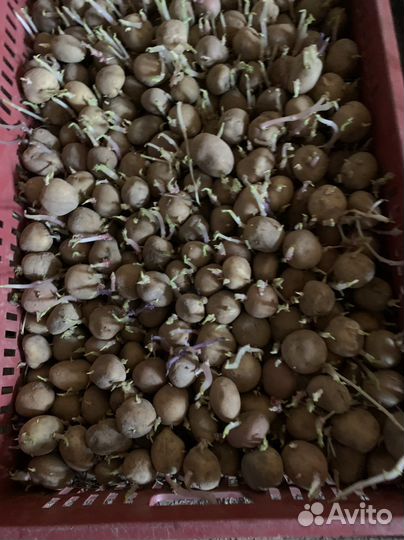 Картофель семенной