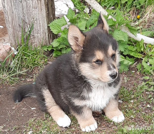 Отдам щенка в добрые руки