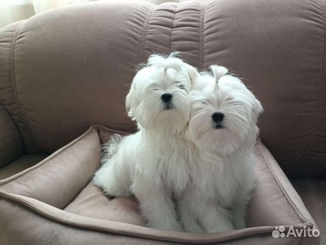 Мальчики мальтезе