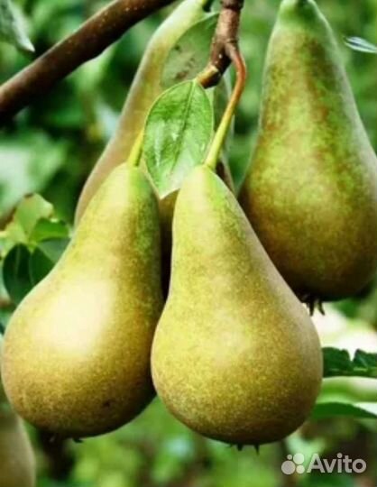 Саженцы груши на ва29 и дички