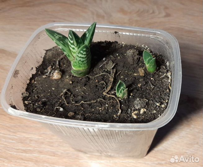 Алоэ пёстрое