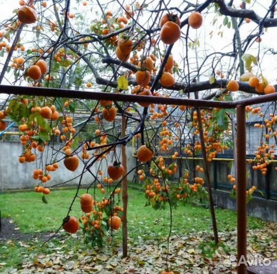 Саженцы хурмы