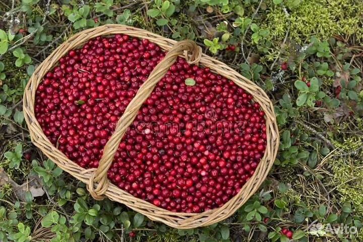 Брусника ягода