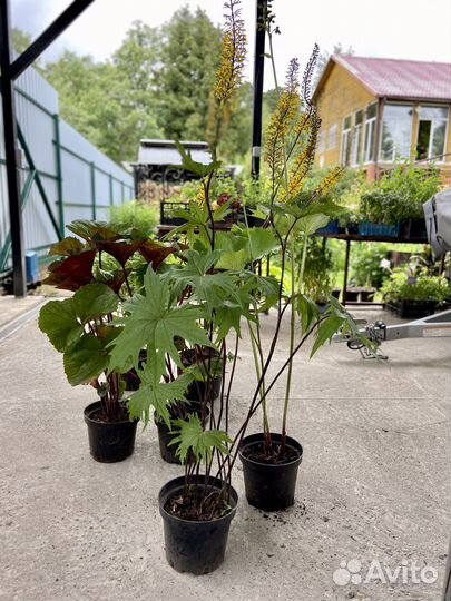 Бузульники