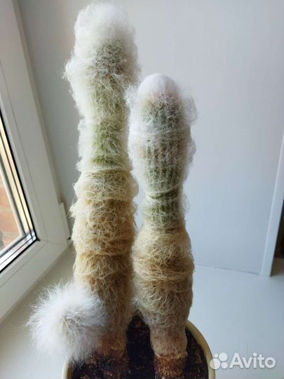 Кактусы редкие