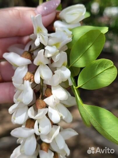 Чистейший мед Белой Акации