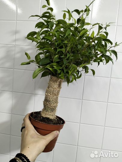 Фикус бенджамина наташа