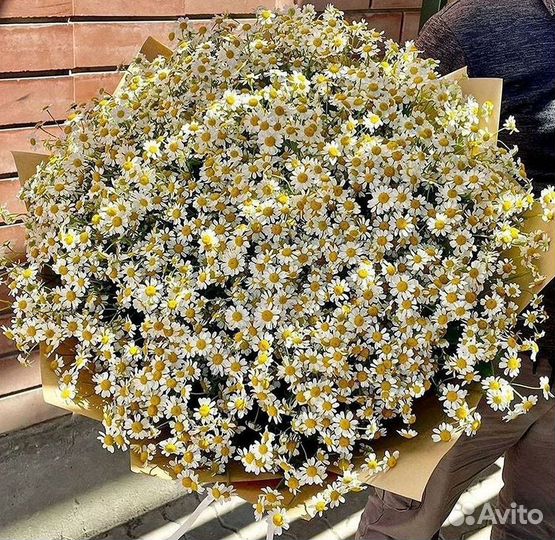 Цветы ромашки