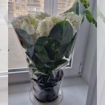 Гортензия крупнолистная