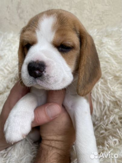 Щенки бигль