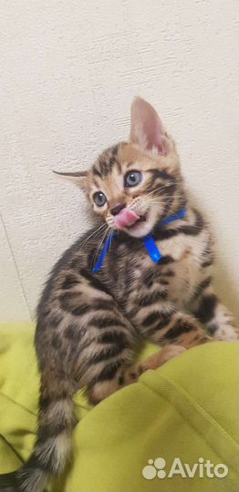 Бенгальские котята
