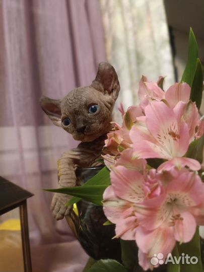 Котята породы Эльф, Двэльф и Бамбино