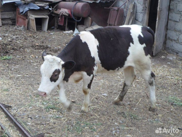 Продам корову, Дойная