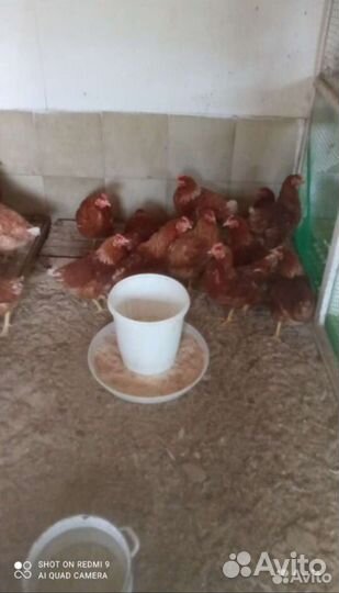 Куры молодки