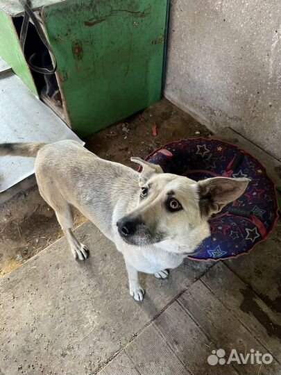 Собака в добрые руки