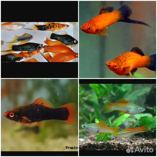 Анцитрусы данио золотые вуалевые кометы и растения