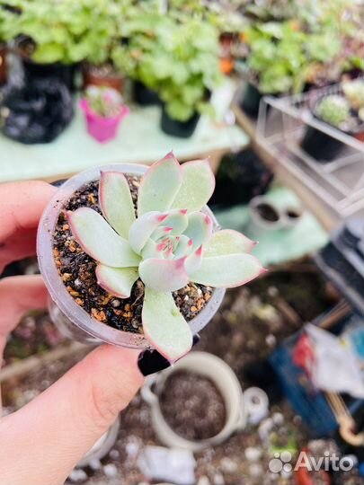 Суккуленты