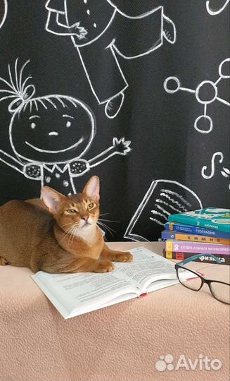 Кот Чемпион