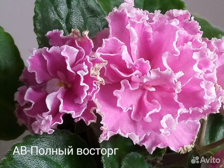 Детки фиалок