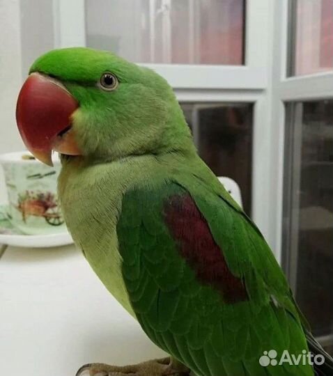 Александрийский попугай