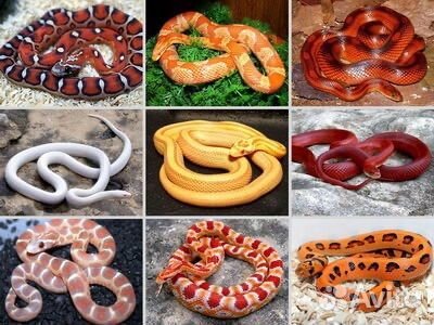 Змея маисовый полоз