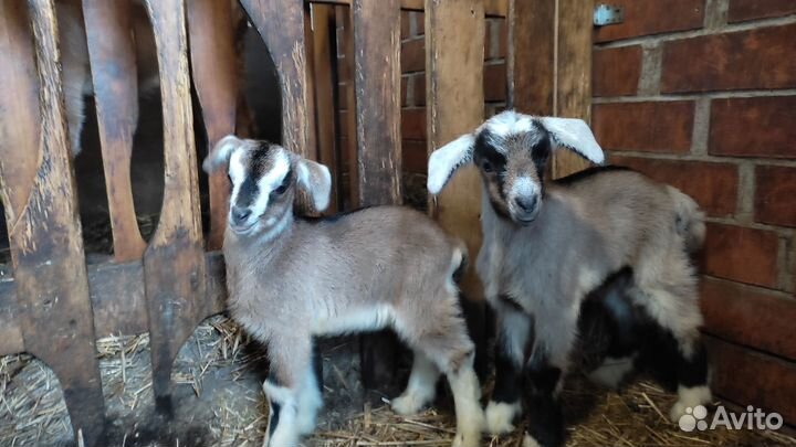 Альпийско-нубийские козлята