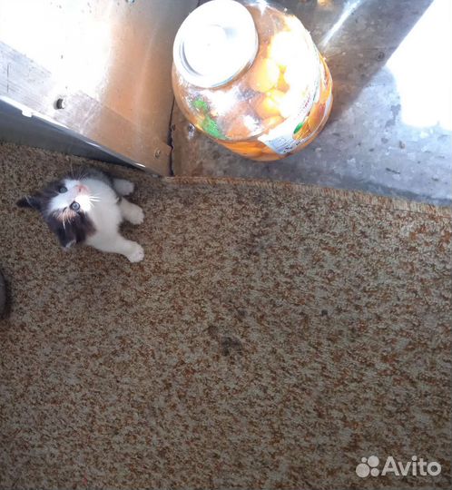 Отдам бесплатно