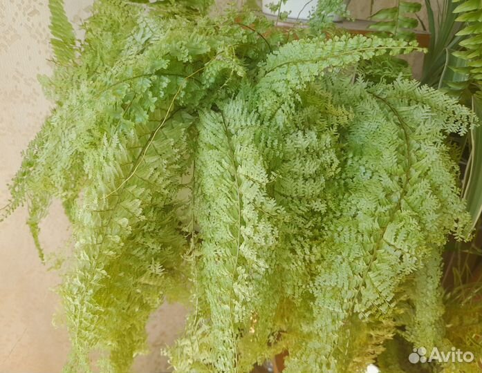 Папоротник ажурный, делёнка