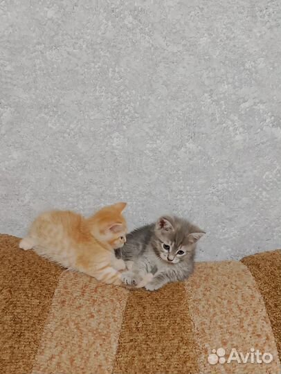 Кошечки в добрые руки