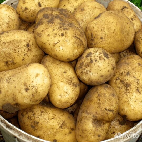 Продам семенной картофель