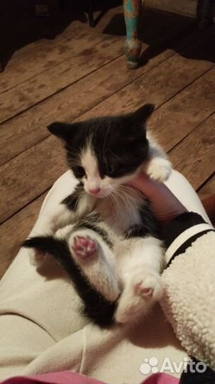 Котятки в добрые руки