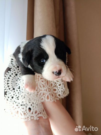 Щенки вельш-корги кардиган