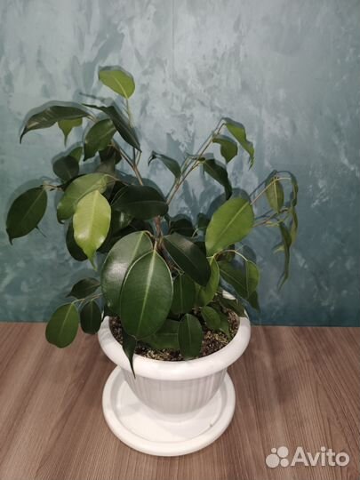 Фикус бенджамина