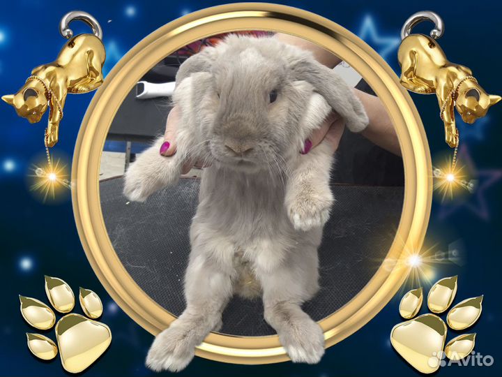 Стрижка кошек Экспресс-линька