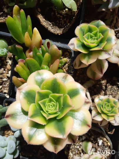 Суккуленты 1