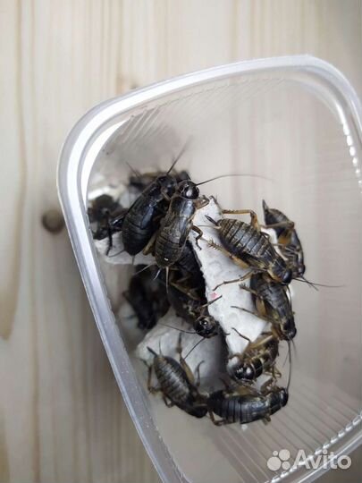 Сверчок двупятнистый (черный)