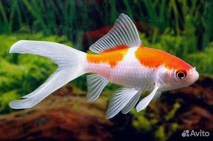 Комета ассорти, рыбки в пруд и в аквариум