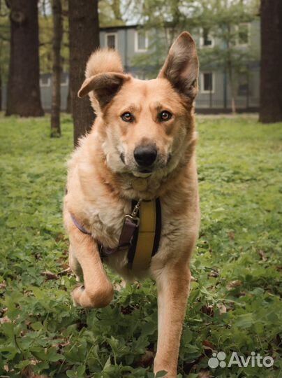 Собака в добрые руки