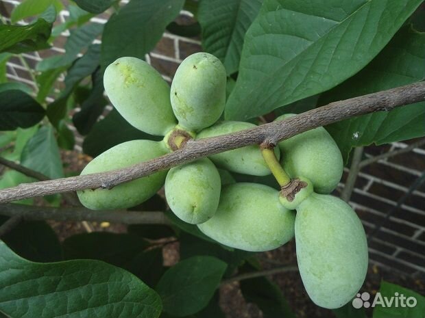 Азимина. Диоскорея. Унаби. Витекс. Расторопша