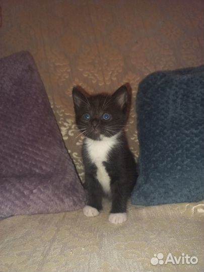 Отдам котят