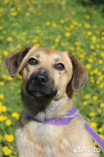 Щенок подросток ищет дом