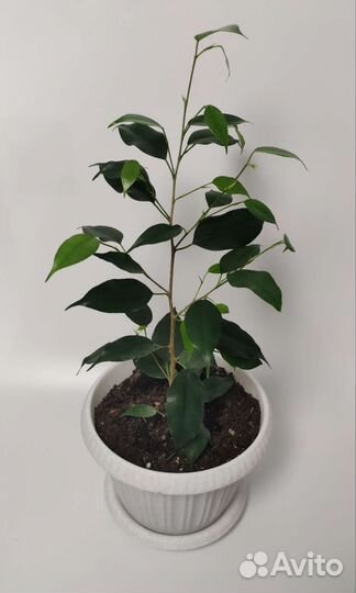 Фикус бенджамина пестролистный