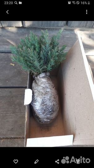 Можжевельник виргинский сеянцы