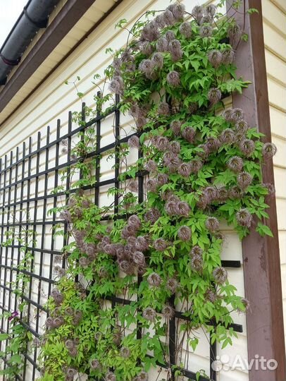 Клематис 2 гр. Альпина Блю (Alpina Blue)