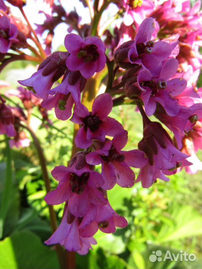 Лекарственные растения.Саженцы и сухие сборы