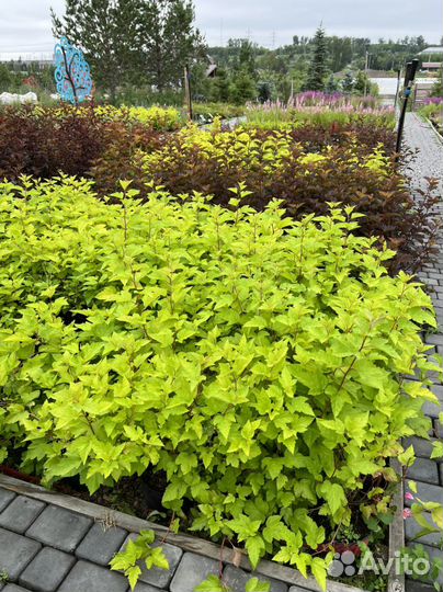 Пузыреплодник калинолистный Эмбер джубиле